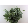 Euca Cinerea 300gr P Bunch