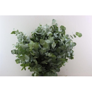 Euca Cinerea 300gr P Bunch