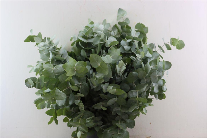 <h4>Euca Cinerea 300gr P Bunch</h4>