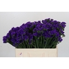 Limonium sinuatum Navy Sun Birds