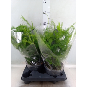 Asparagus setaceus