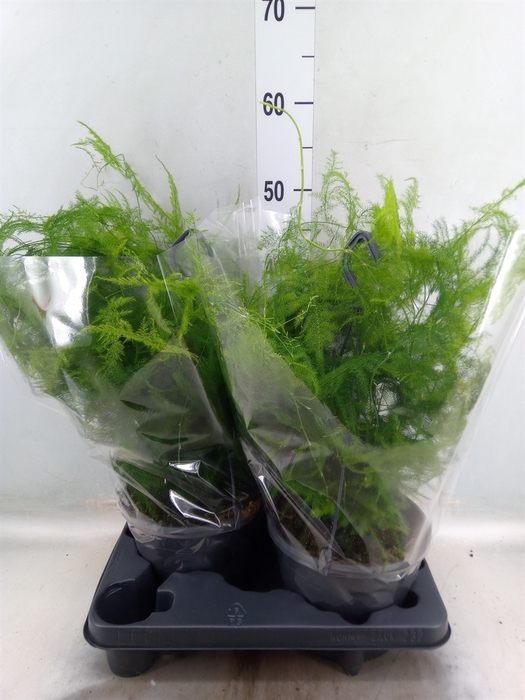 <h4>Asparagus setaceus</h4>