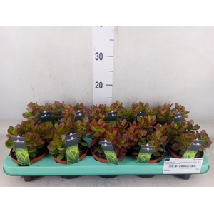 Crassula   ...