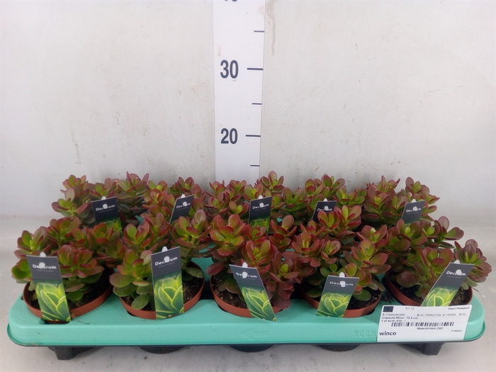<h4>Crassula   ...</h4>