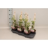 Lathyrus Piramide