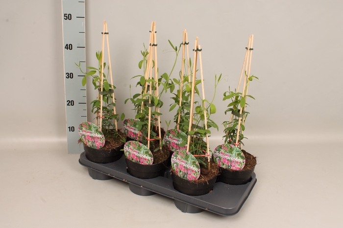 Lathyrus Piramide