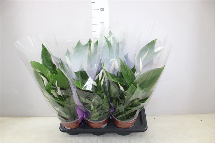 <h4>Spathiphyllum Bingo Cupido</h4>