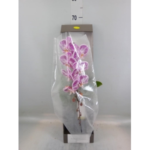 Phalaenopsis   ...lilac