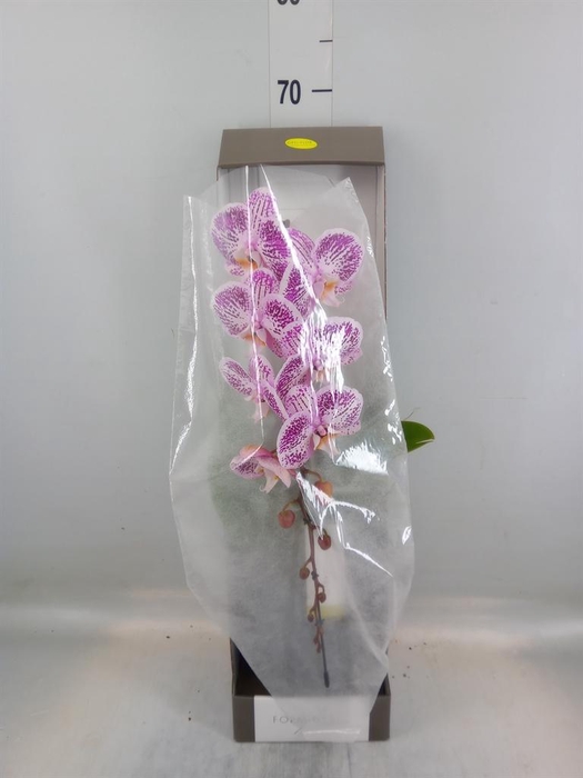 <h4>Phalaenopsis ...lilac</h4>