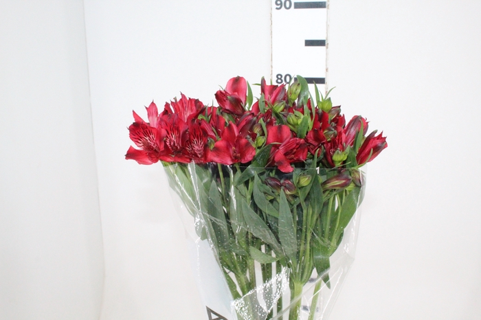 <h4>ALSTROEMERIA NATALYA 080 CM</h4>