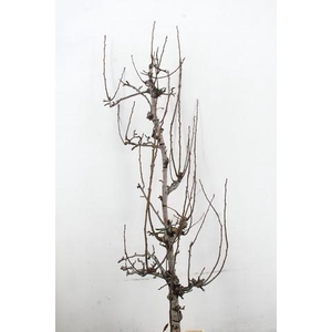 PEAR BRANCHE CONFERENCE