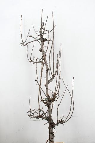 <h4>PEAR BRANCHE CONFERENCE</h4>