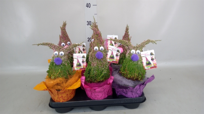 <h4>Calluna vulg.   ...</h4>