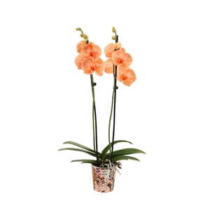 Potcover I Am Orange Phal I Am Orange 2T14+