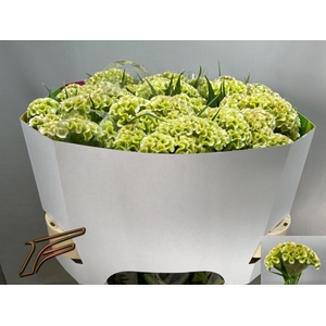 Celosia Frozen Freger