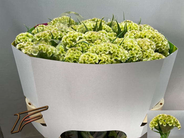 <h4>Celosia Frozen Freger</h4>