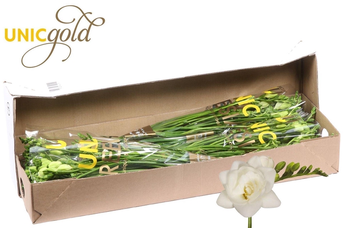 <h4>Freesia du Belleville</h4>