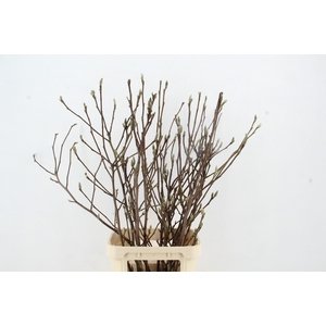 MAGNOLIA PER STEM 120CM