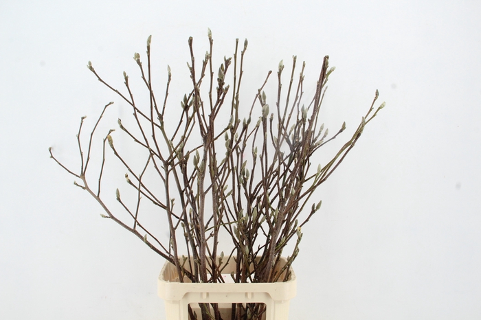 MAGNOLIA PER STEM 120CM