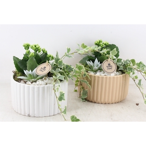 arr2 PL - Ker. pot roma brown/white x4