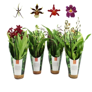 Inca Orchid mix 3 spike 9cm luxury jungle cover