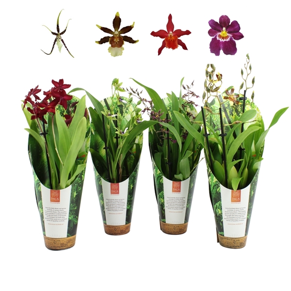 <h4>Inca Orchid mix 3 spike 9cm luxury jungle cover</h4>