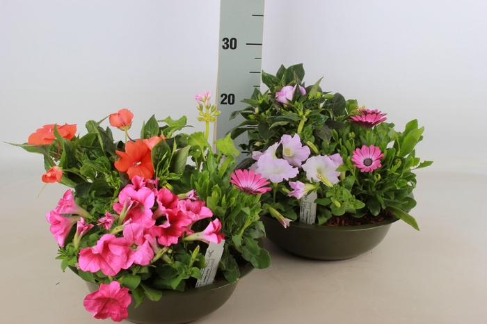 <h4>ARR TUINPLANTEN</h4>