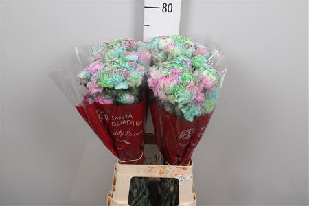 <h4>Di St Rainbow P Special</h4>