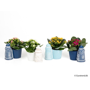 KALANCHOE BLOSSF p6 E 4617