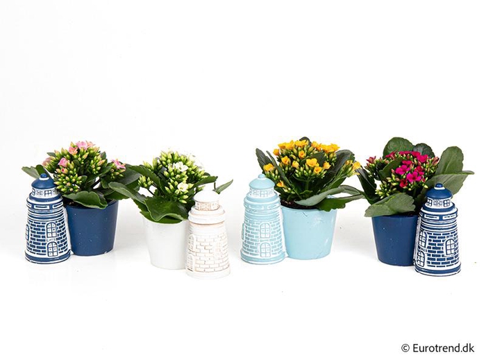 <h4>KALANCHOE BLOSSF p6 E 4617</h4>