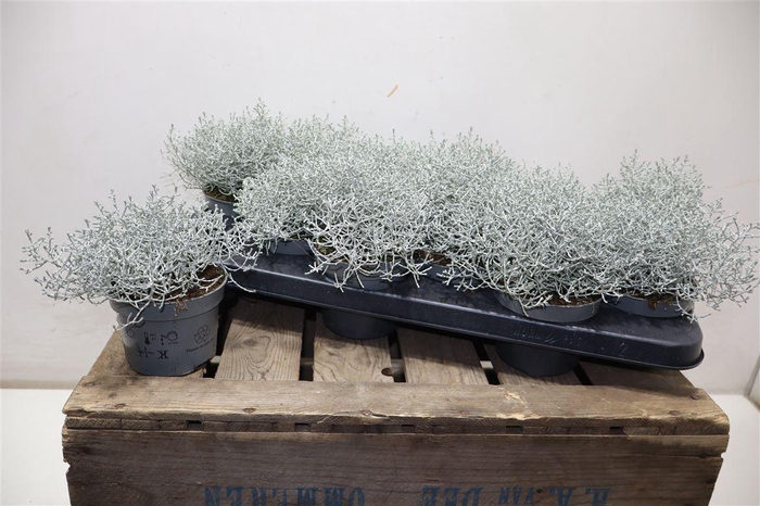 <h4>Leucoph Brownii</h4>