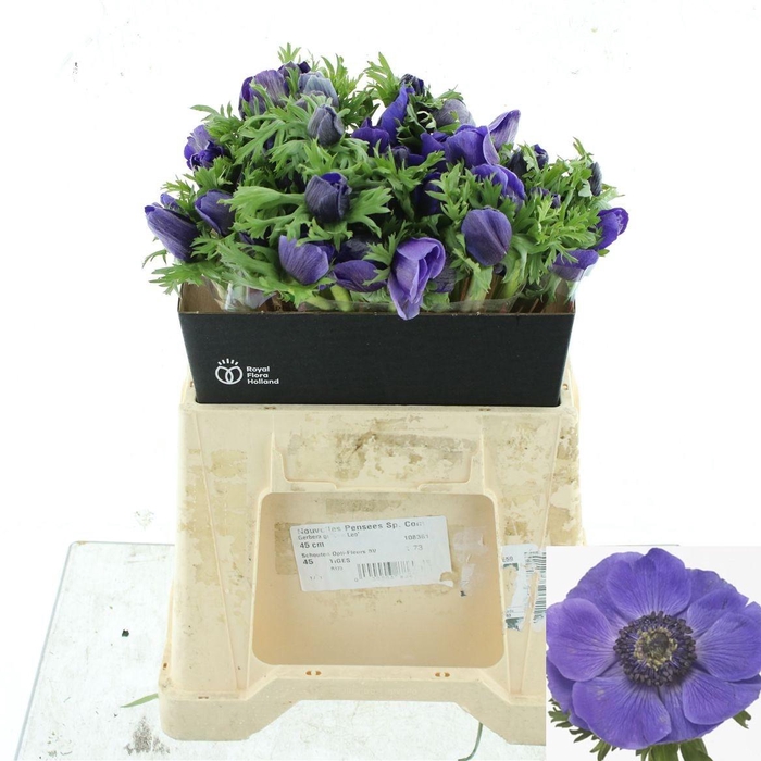 <h4>ANEM CO MIS + D BLUE</h4>