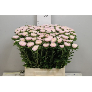 Callis Jules Pink