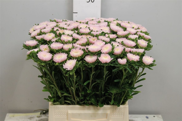 <h4>Callis Jules Pink</h4>