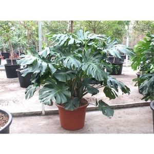 Monstera deliciosa