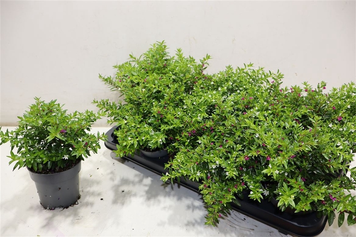 <h4>Cuph Hyss Gem In Pot</h4>