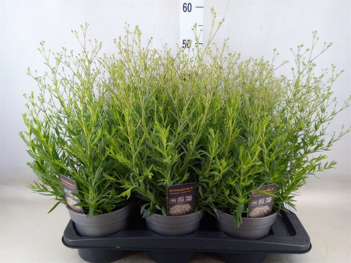 <h4>Gypsophila panic. 'Summer Sparkles'</h4>