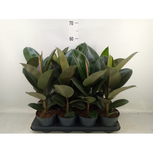 Ficus elastica 'Robusta'