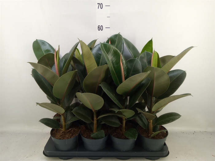 <h4>Ficus elastica 'Robusta'</h4>