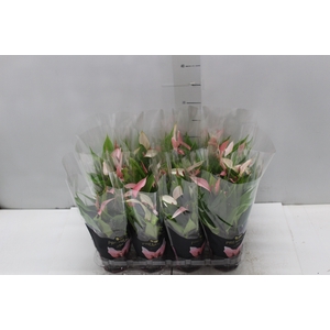 ANTHURIUM LILLI P09 PREMIUM