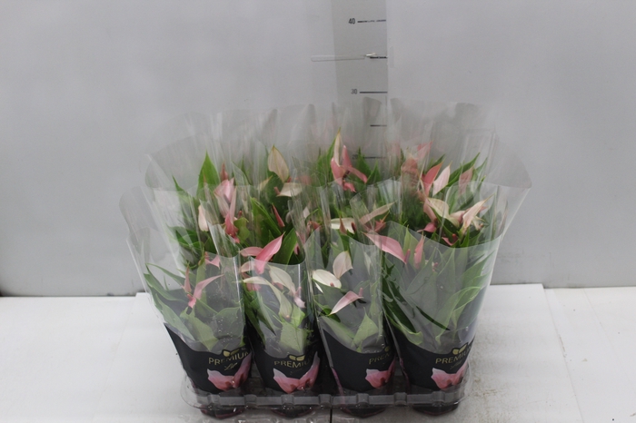 <h4>ANTHURIUM LILLI P09 PREMIUM</h4>
