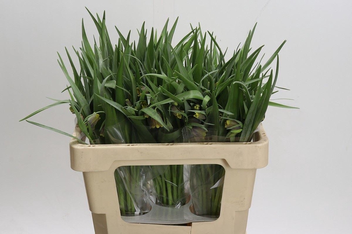 <h4>Fritillaria uva-vulpis</h4>