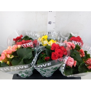 Begonia elat. DU   ...mix