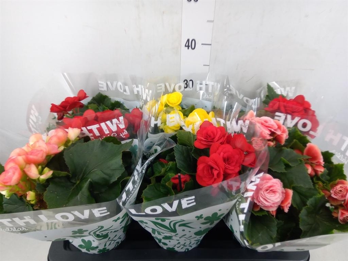 <h4>Begonia elat. DU   ...mix</h4>
