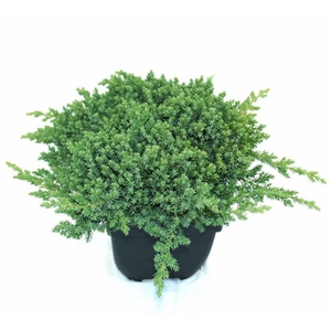 Juniperus procumbens Nana