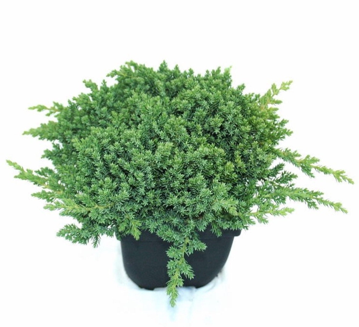 <h4>Juniperus procumbens Nana</h4>