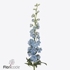 Delphinium do magic fountains skyblue whitebee