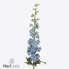 Delphinium do magic fountains skyblue whitebee