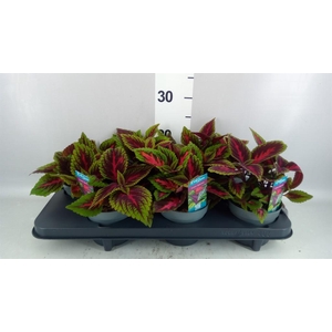 Plectranthus col. 'MSt Ruby Road'