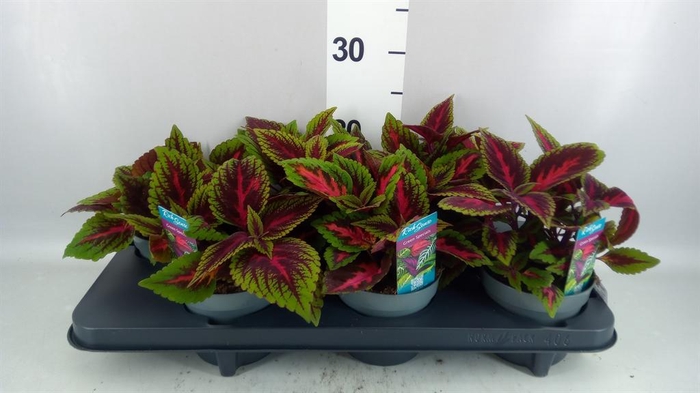 <h4>Plectranthus col. 'MSt Ruby Road'</h4>